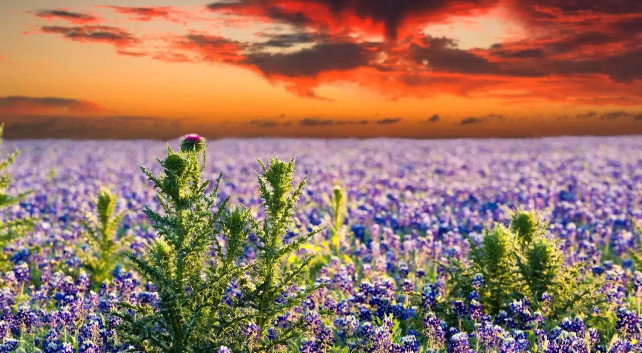 Sunset over a bluebonnet field in rural Texas